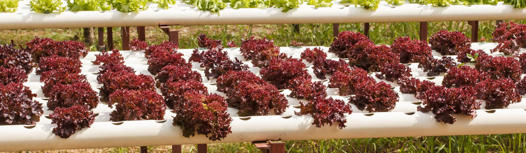 Vorteile Aeroponic