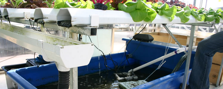 Aquaponics with catfish