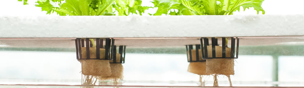 Die Nutzung des hydroponischen DWC-Systems