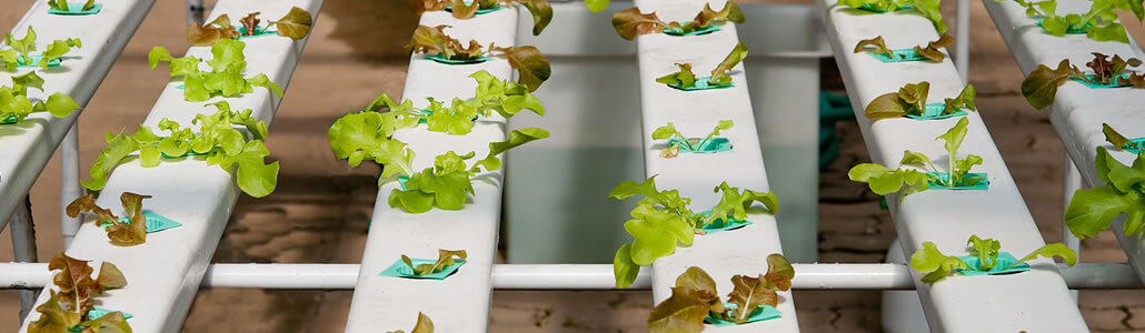 Niderdruck Aeroponic