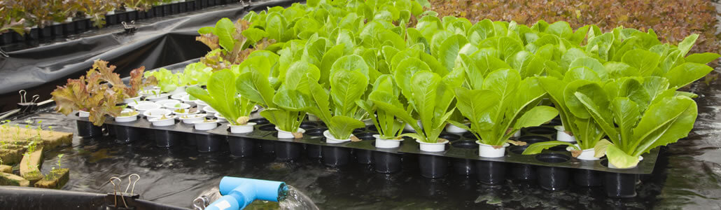 Aquaponik Systems