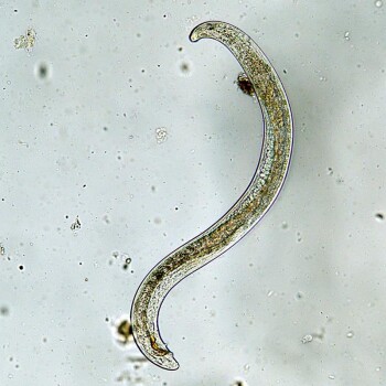 Steinernema SF-Nematoden gegen Trauermückenlarven 1...