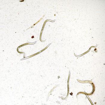 Steinernema SF-Nematoden gegen Trauermückenlarven 1...