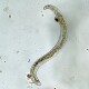 Steinernema SF-Nematoden gegen Trauermückenlarven 1 Mio. für 2 m²