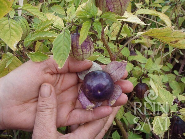 Bio Samen Tomatillo Purple