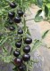 Bio Salattomate Indigo Rose mit dunklen Früchten