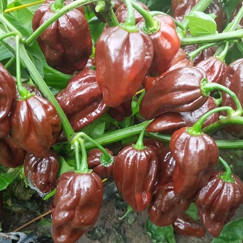 Congo Black Chili Samen